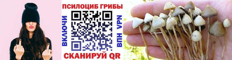 Купить где  Джанкой  Галлюциногенные грибы Psilocybe 